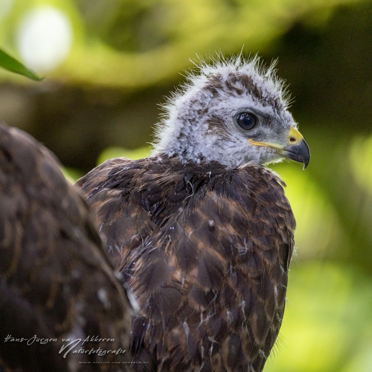 309A9652 Mausebussard Jungvogel
